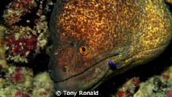 Morey Eel
getting a facial from a freind! by Tony Ronald 